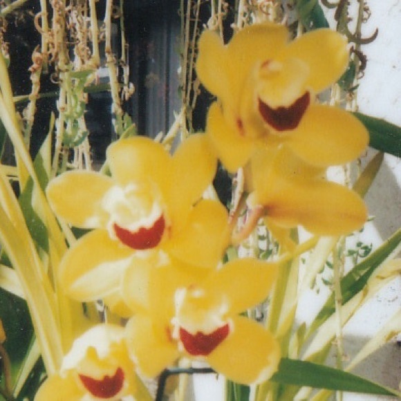 lemonlavendaire